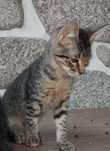Dou gatinho cinza tigrado com 10 meses