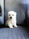 Suczka West highland white terrier CMO-0