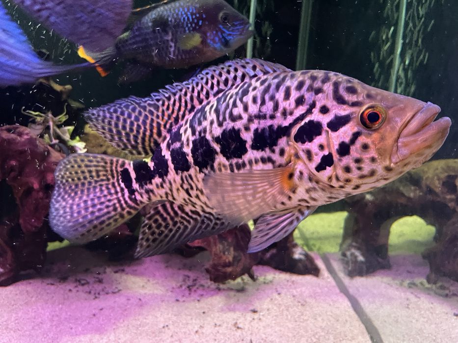 Pieleegnica managuańska