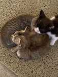 Gatinhos para dar para adopcao responsavel