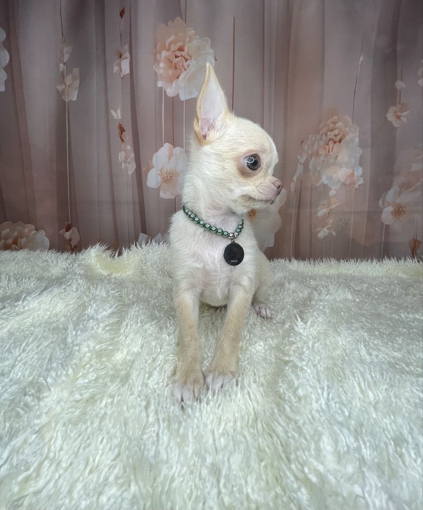 Chihuahua***Piękny***Maleńki***Chłopczyk***Komplet***Szczepień