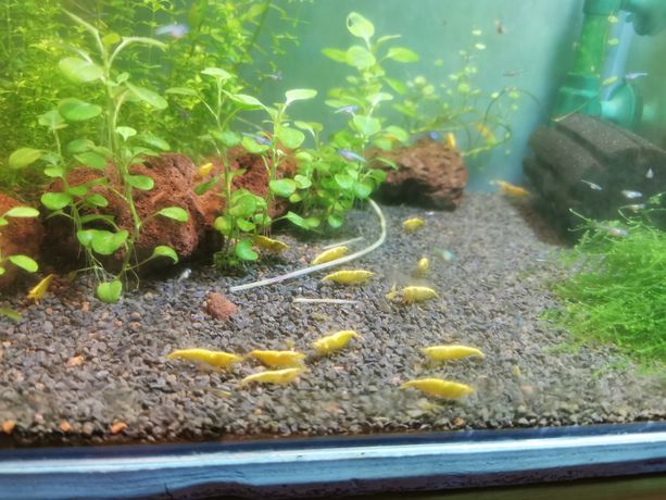 Kreweteki akwariowe żółte