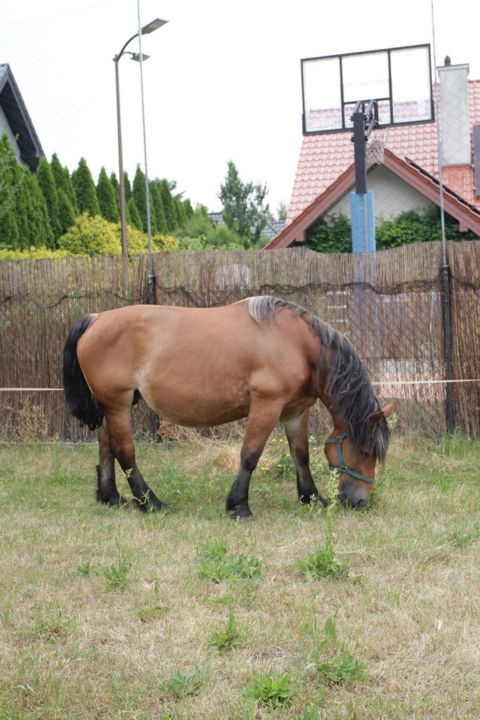 Sprzedam klacze zimnokrwoste ze źrebakami