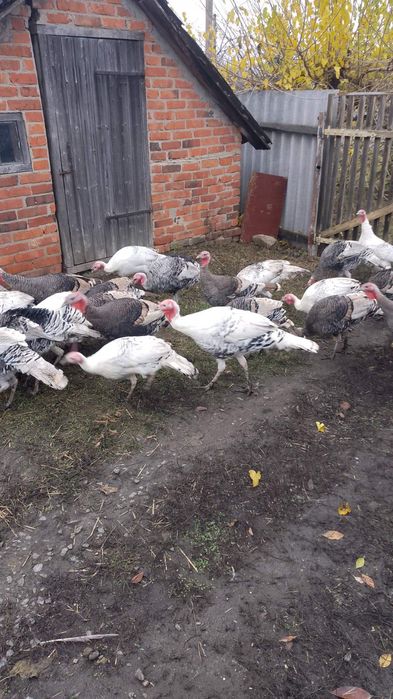 Продам індюків домашніх