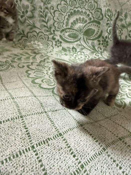 Полукровные котята + обычные
