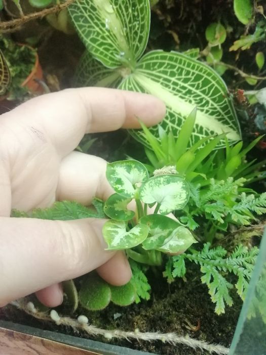 Сінгоніум Syngonium pixie dwarf form