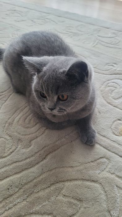 Kotka, kocurek, kocięta, brytyjskie,  niebieskie, point FPL