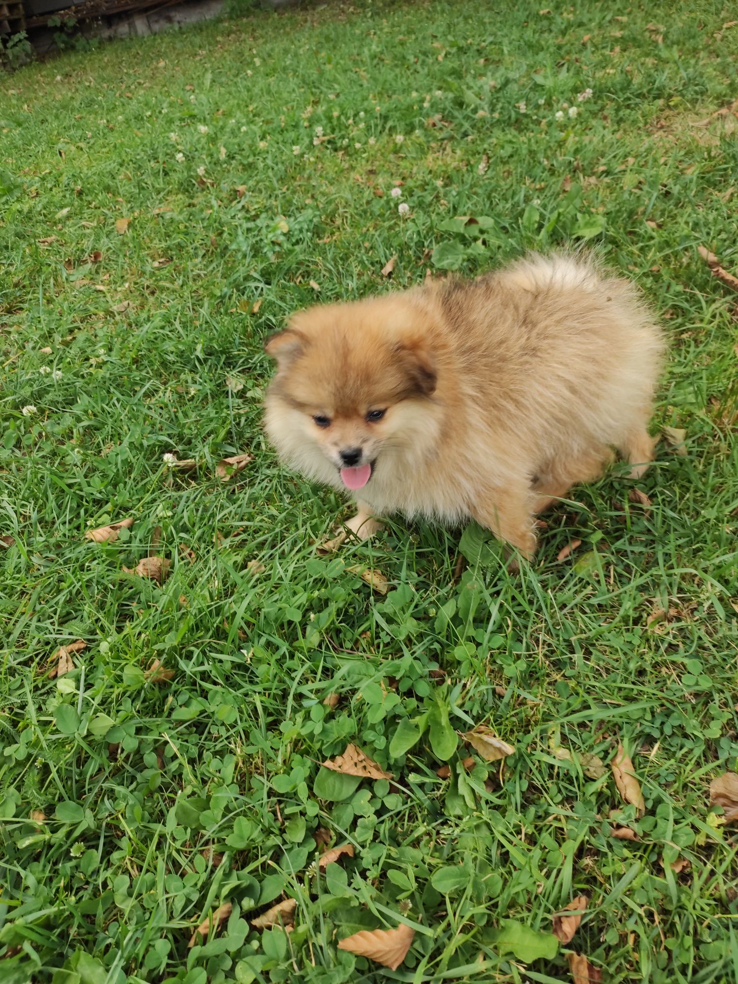 Szpic miniaturowy pomeranian szpice z metryką i czipem