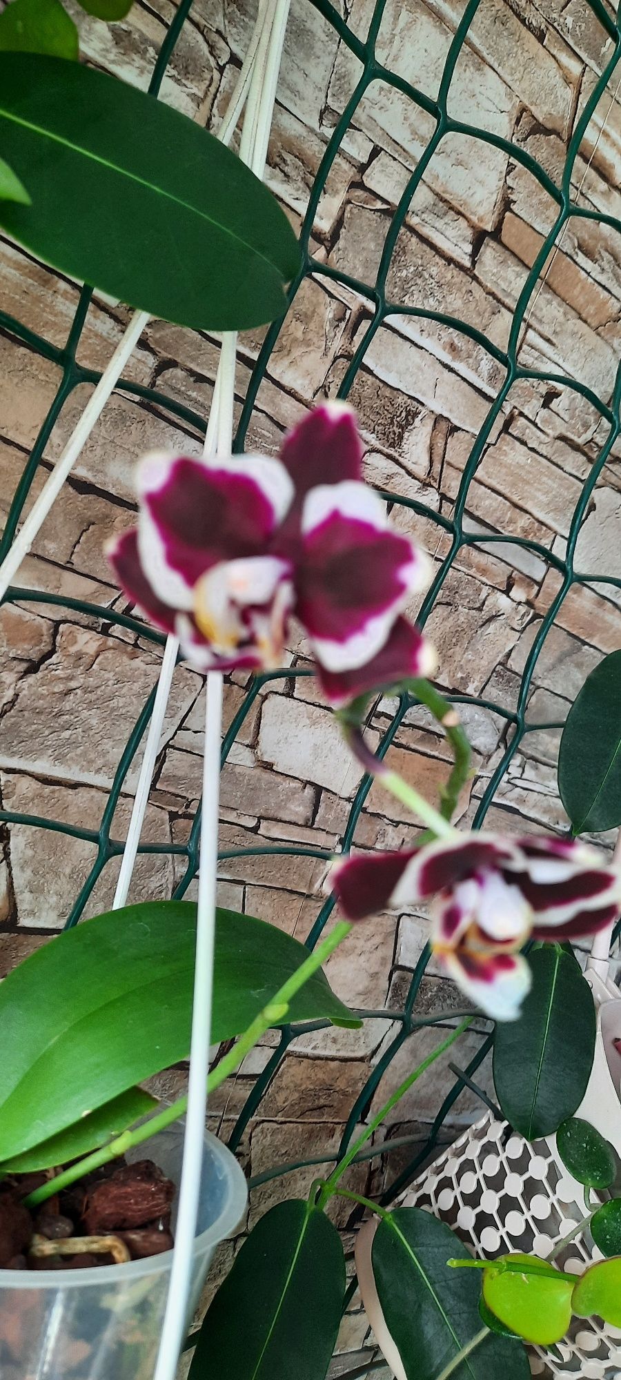 Орхідеї фаленопсис, зигопеталум
