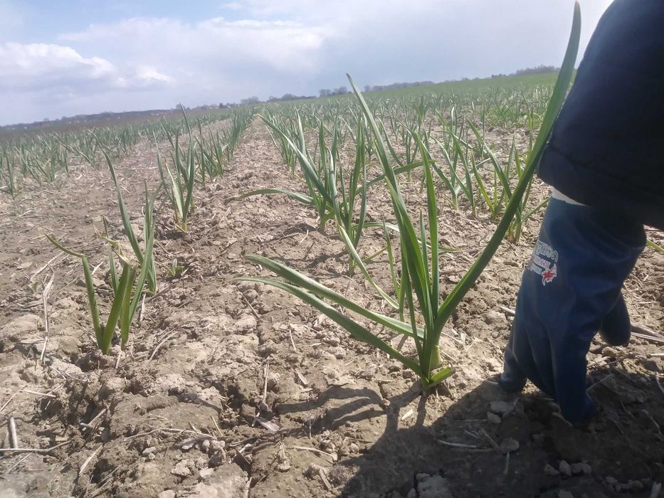 Czosnek obierany na biało - świerzy i wyjątkowo aromatyczny