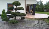 Drzewka bonsai sosna jałowiec  cyprysik