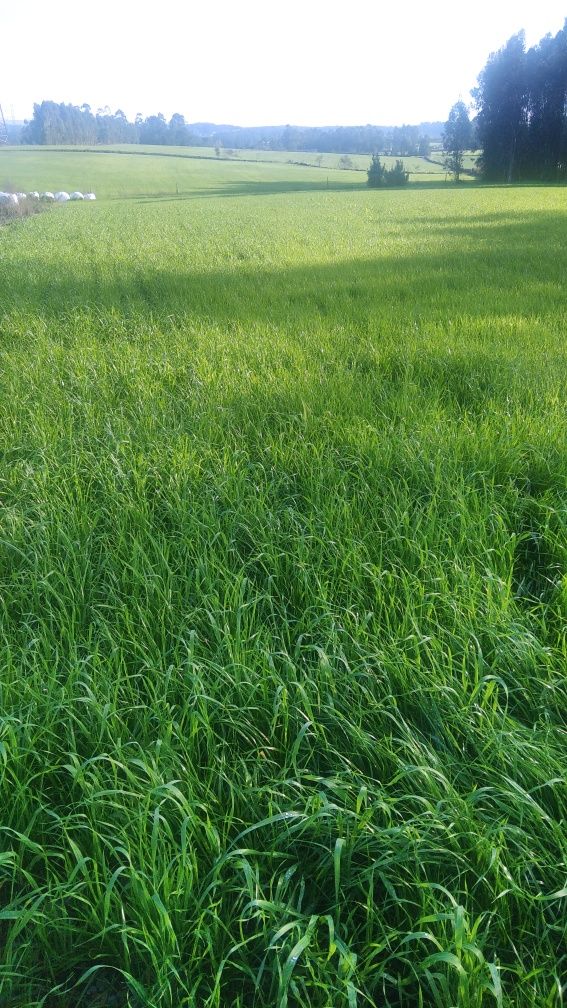 Terreno agrícola