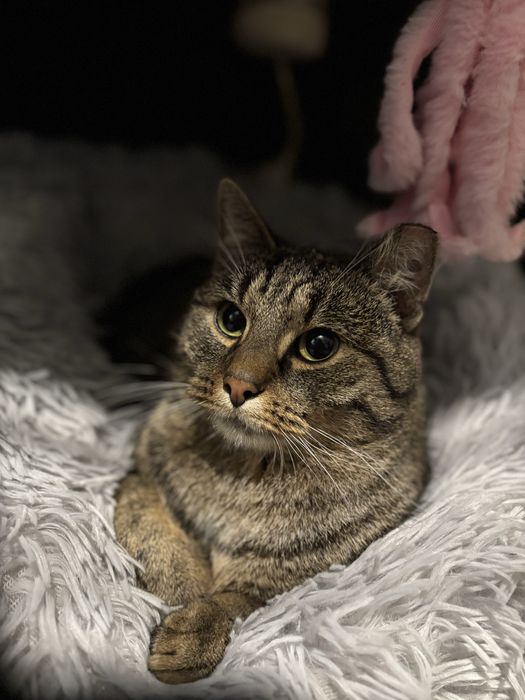 Piekny kochany bury roczny kocurek