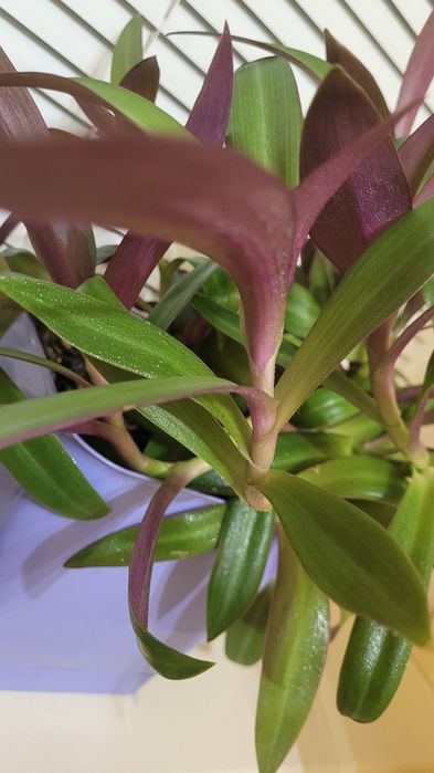 Цветок       Рео