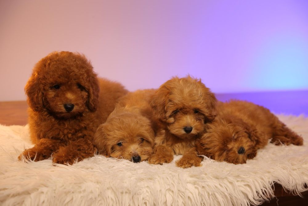 Один хлопчик ‼️ та одна дівчинка ‼️ мальтіпу Акційна ціна