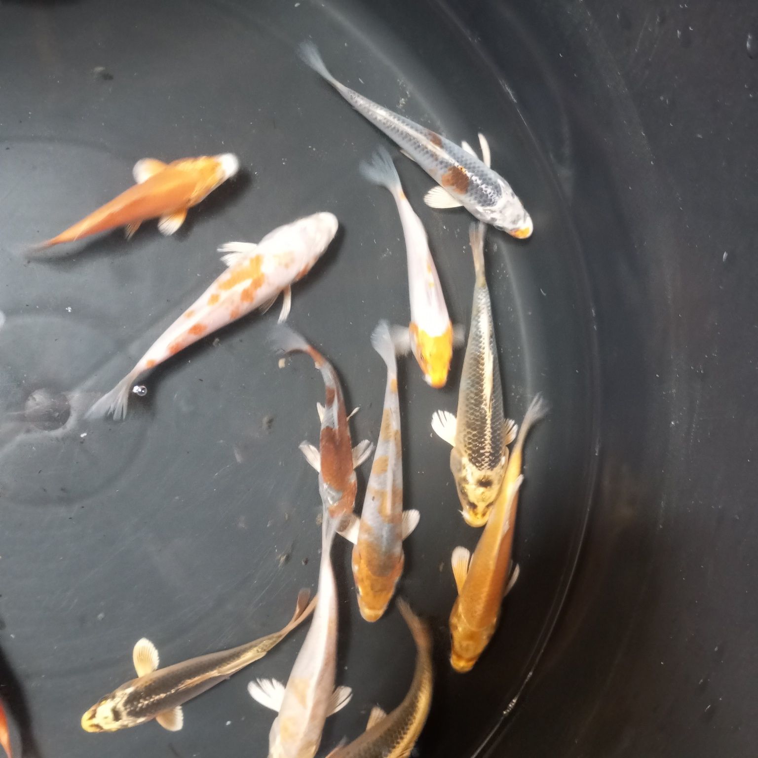 Karp koi w sprzedaży