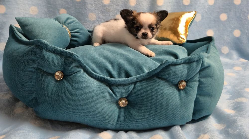 Mini xxs dziewczynka chihuahua długowłosa