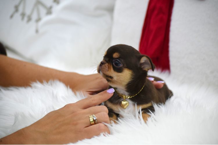 Cudna  Mini Chocolate Tan suczka  Chihuahua