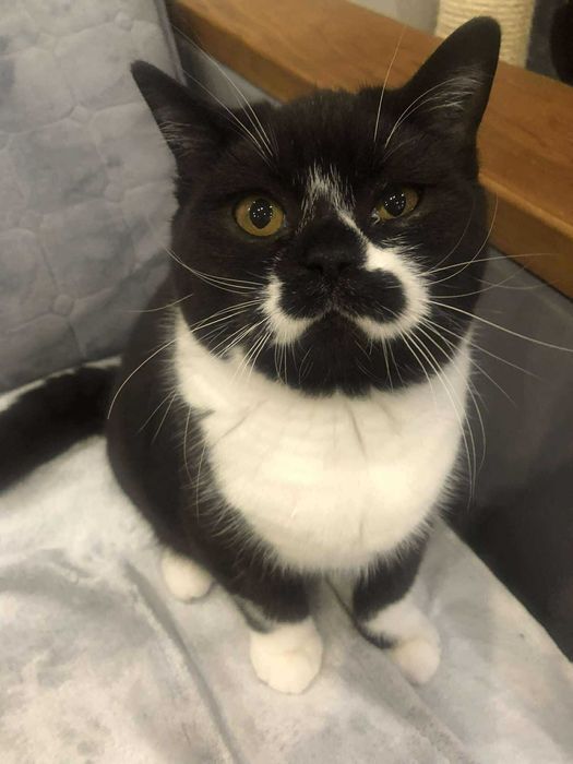 kocur brytyjski z prawdziwym rodowodem Felis Polonia