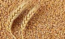 Продам кукурузу и прочее