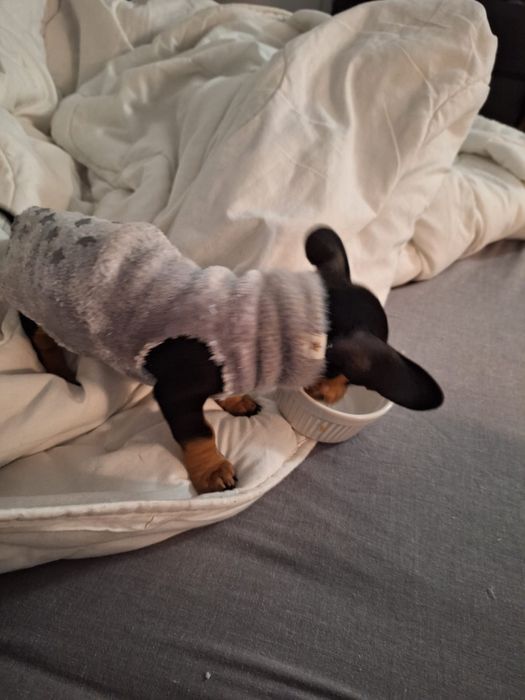 Teckel   Salsicha arlequim