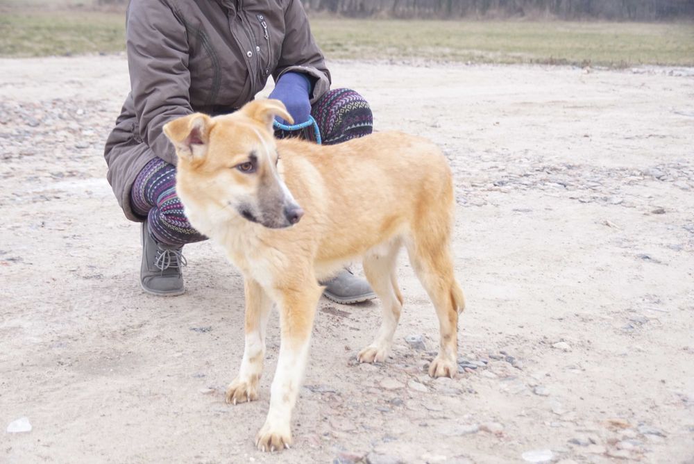 Jaspis - ładny , czujny piesek