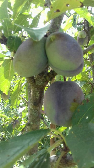 Árvores de fruto