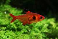 GB Fantom czerwony - Barwieniec czerwony - dostawa ryb!