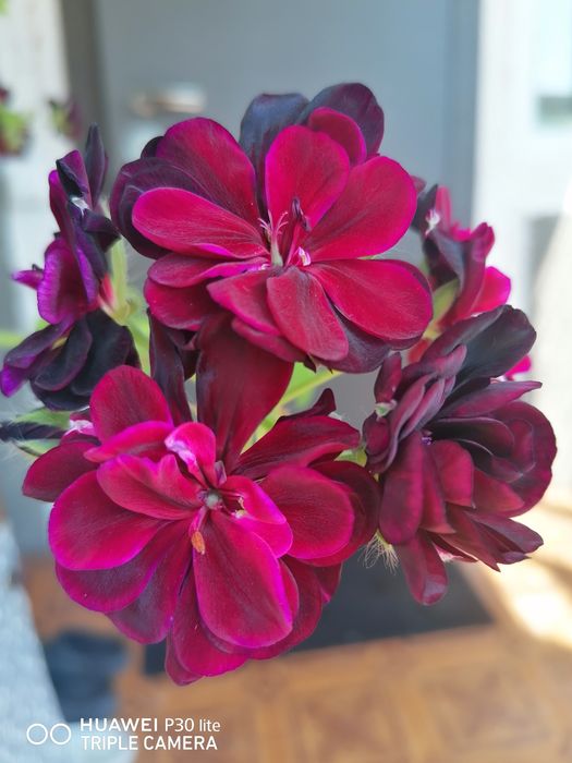 Пеларгонія Tommy