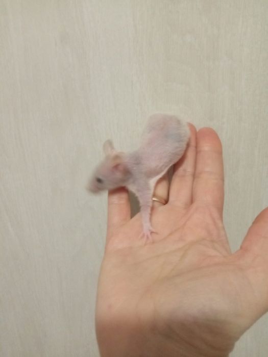сфинкс крыска лысая крыса ручной теплый крысенок в Харькове купить
