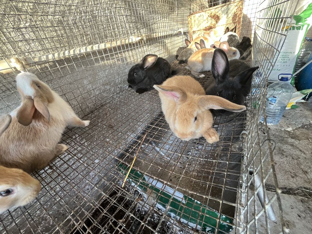 Coelhos Caseiros