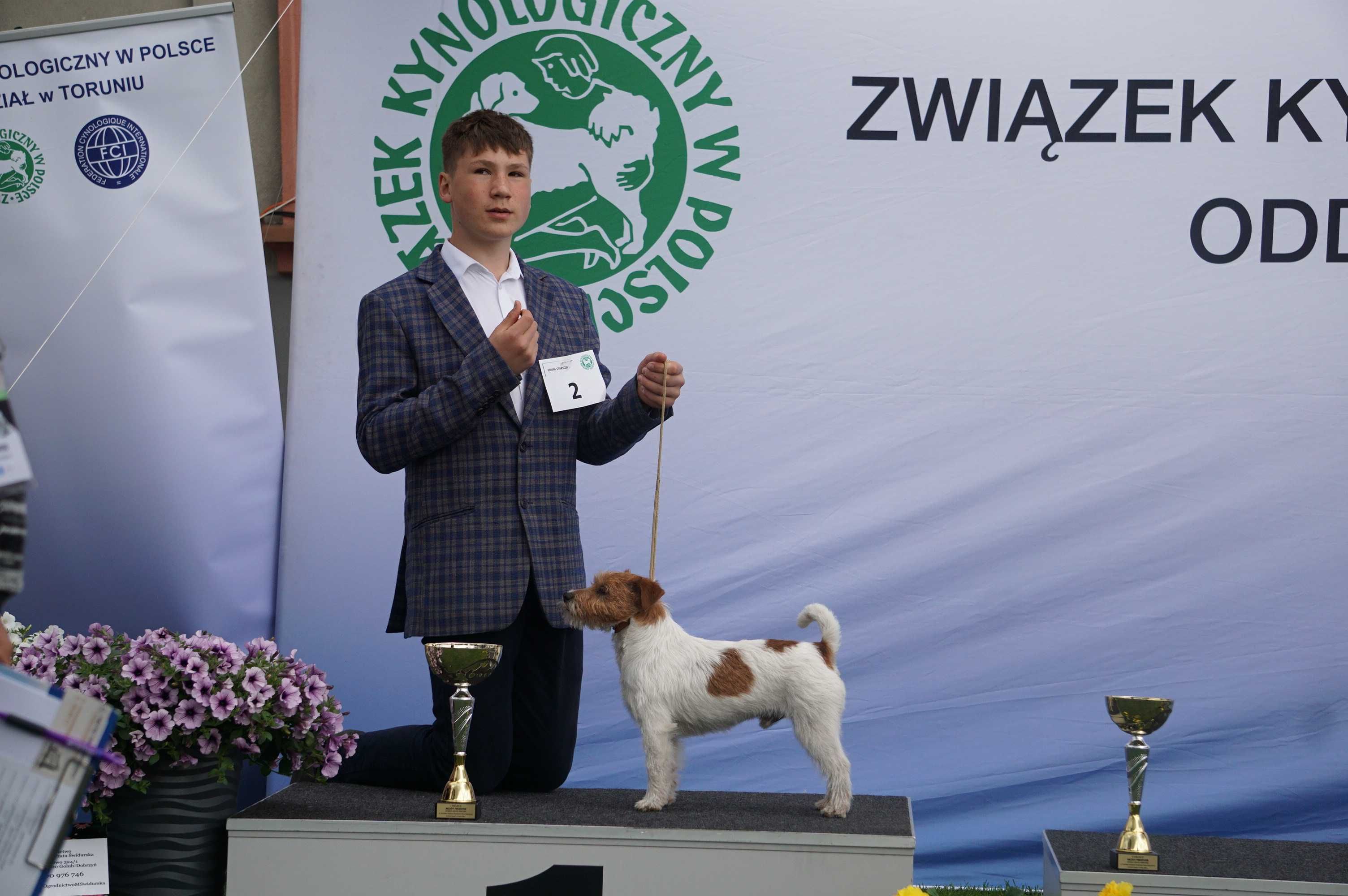 Jack Russell Terrier ZKwP FCI szczeniaczki po Ch.PL