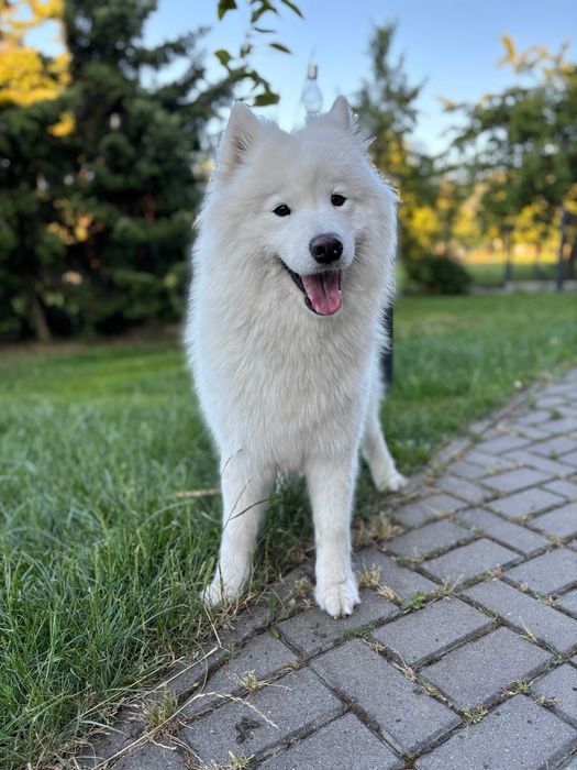 Zapowiedź miotu Samoyed listopad 2025 Epic Smile FCi