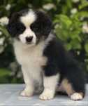 Amerykański owczarek miniaturowy- MAS - Mini Aussie- suczka FCI