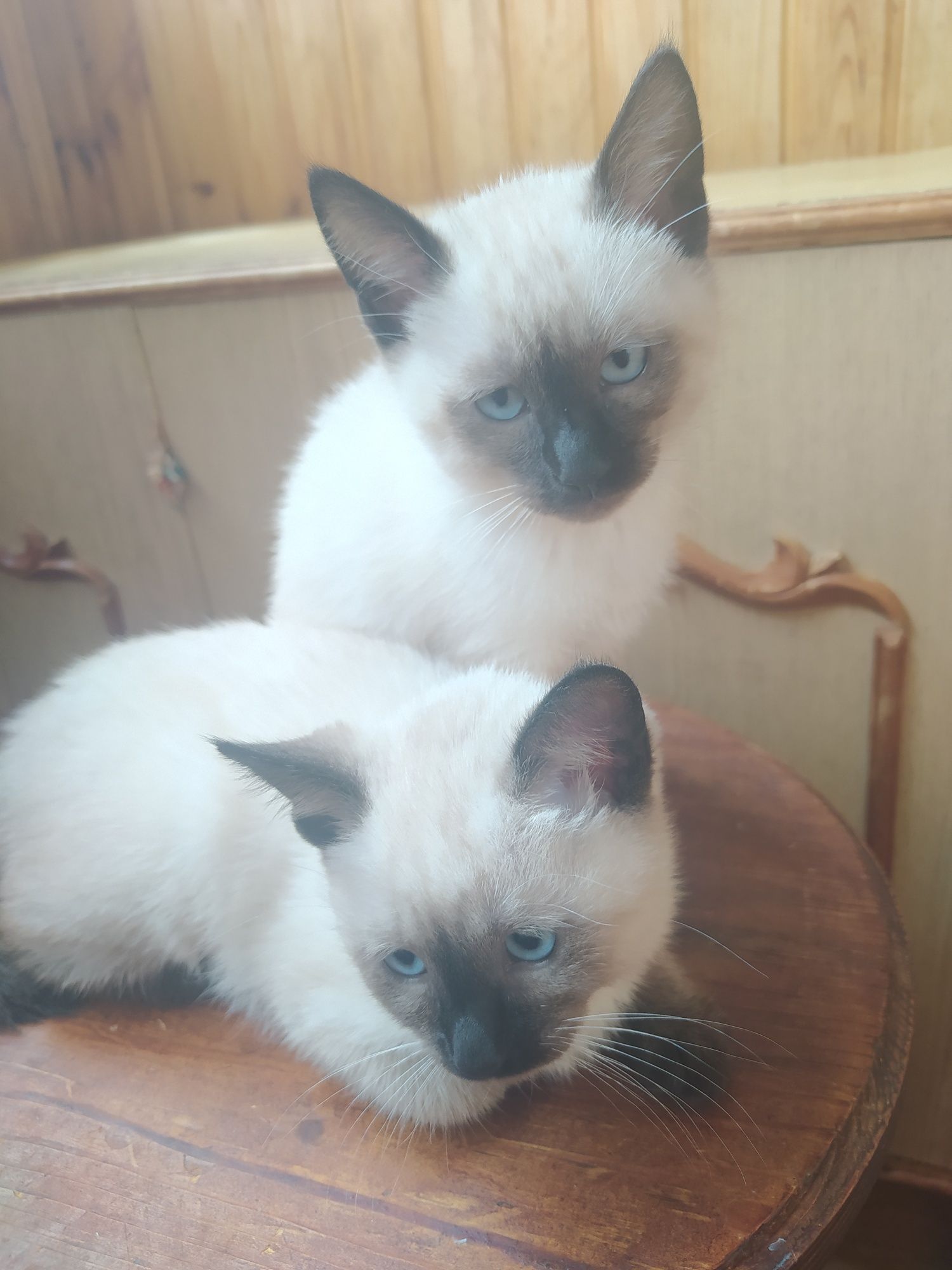 Продам сиамських кошенят