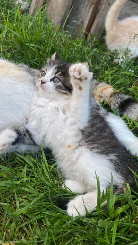 Кошенята в добрі руки