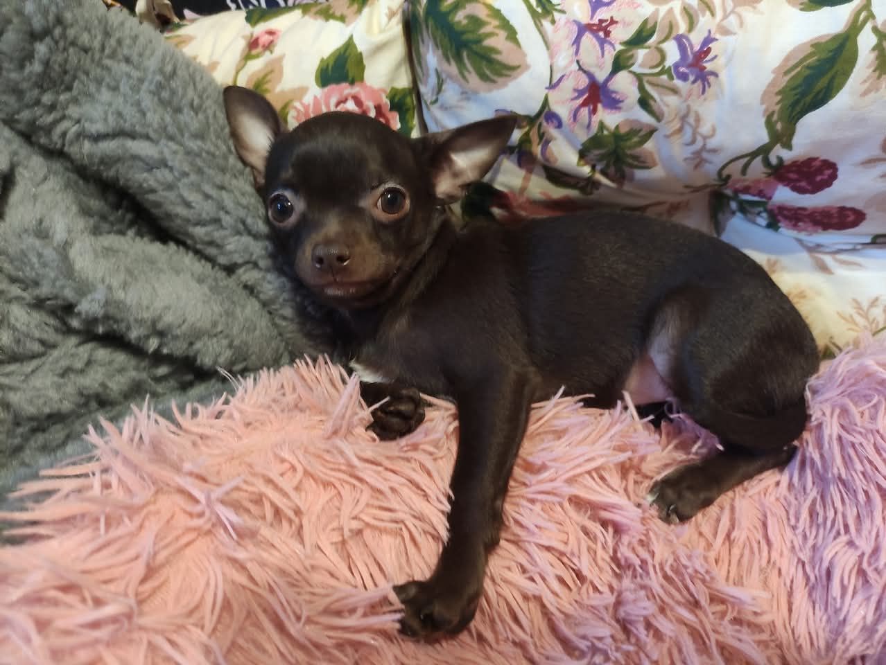 Cudny malutki piesek Chihuahua gorzka czekolada. GOTOWY DO ODBIORU.