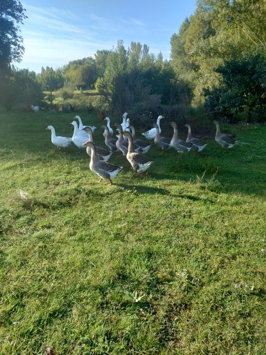 Gęsi tegorocznee
