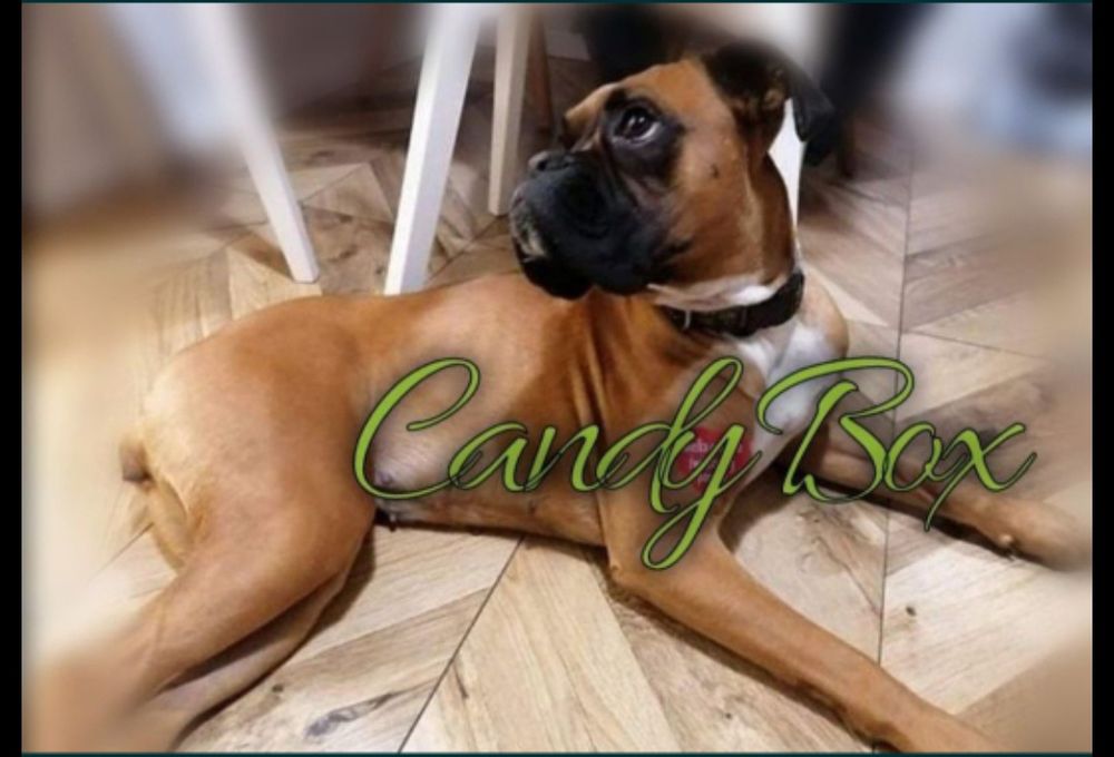 Bokser boksery szczeniak szczeniaki szczenię suczka suka