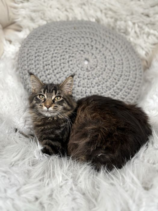 Maine Coon kotka