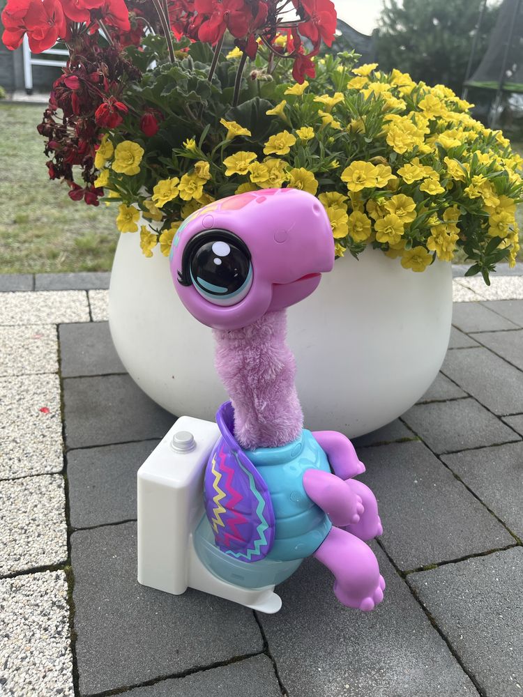 Żółw Cobi Little Live Pets
