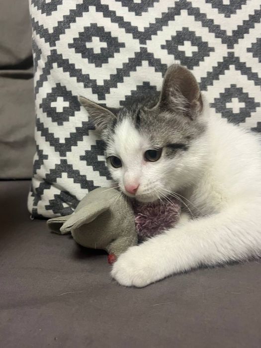 Кошенята Біла Церква (хлопчик)