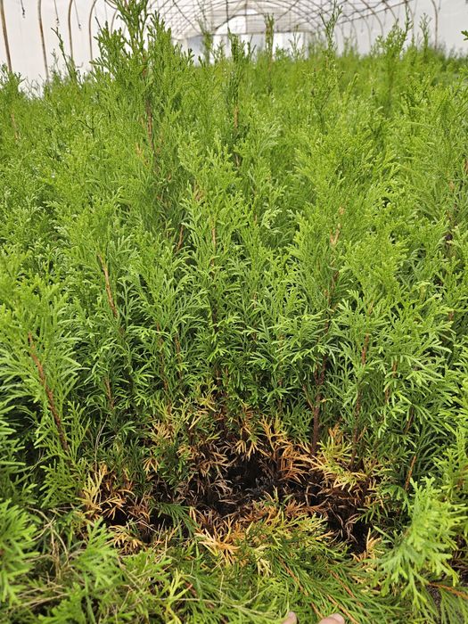 Tuja Smaragd - Szmaragd, trzyletnie sadzonki