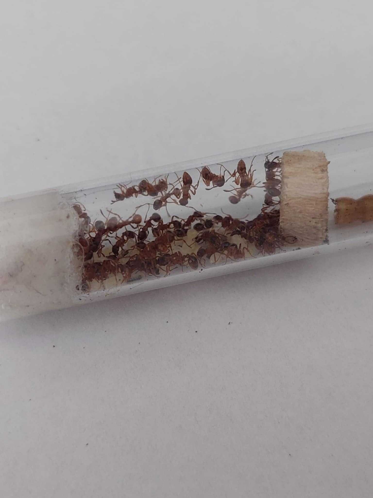 Kolonia Myrmica sp. Q + 50 robotnic