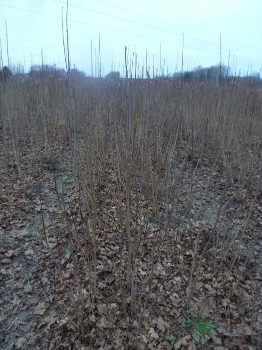 Klon zwyczajny sadzonki dwuletnie, trzyletnie 50- 230cm