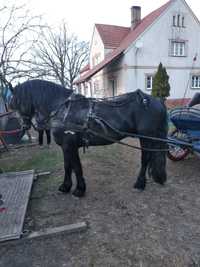 Ogier rasy fryzyjskiej czeka na klacze