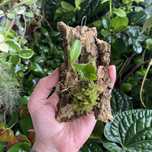Мініатюрна орхідея Bulbophyllum taiwanense