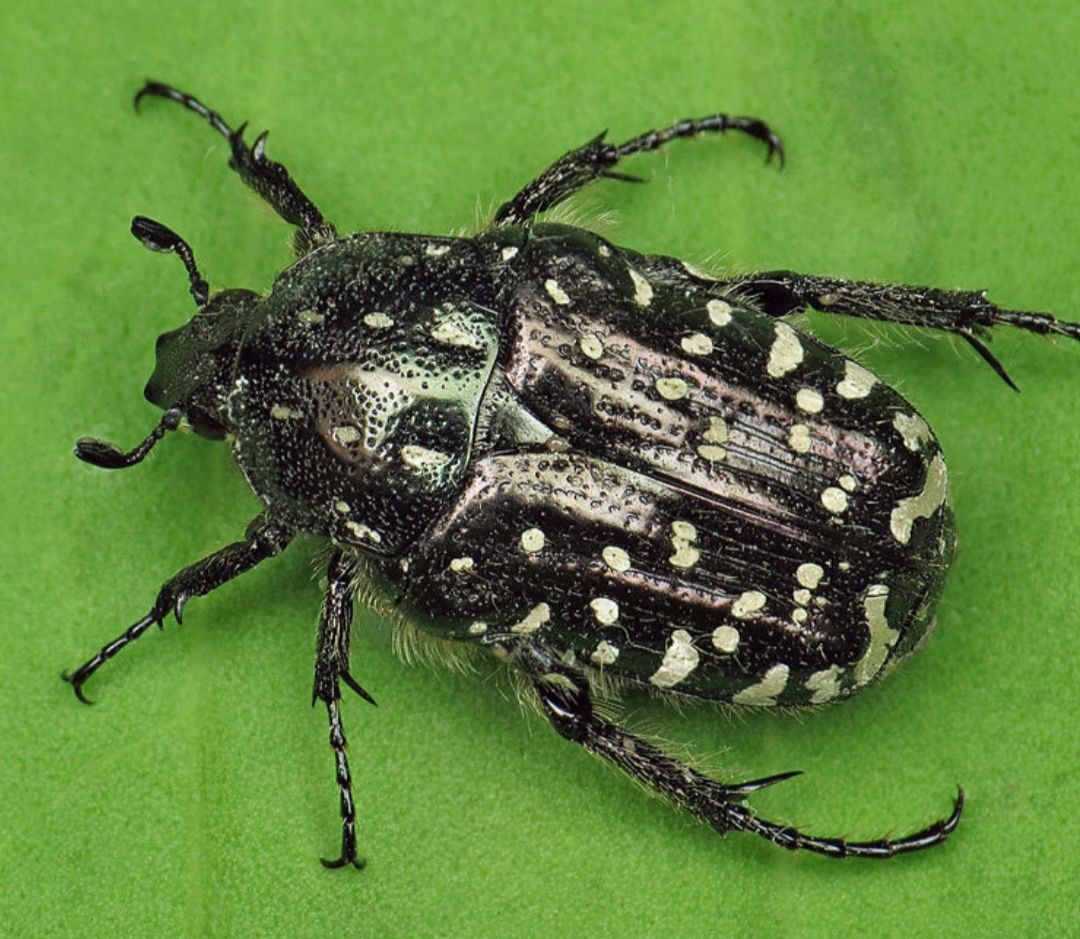 Łanocha pobrzęcz (Oxythyrea funesta) l1/2
