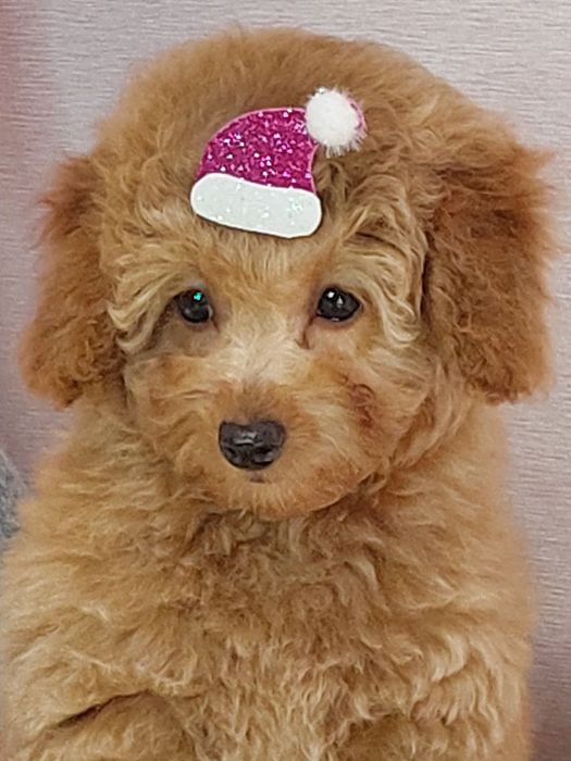 Той Пудель Дівчинка