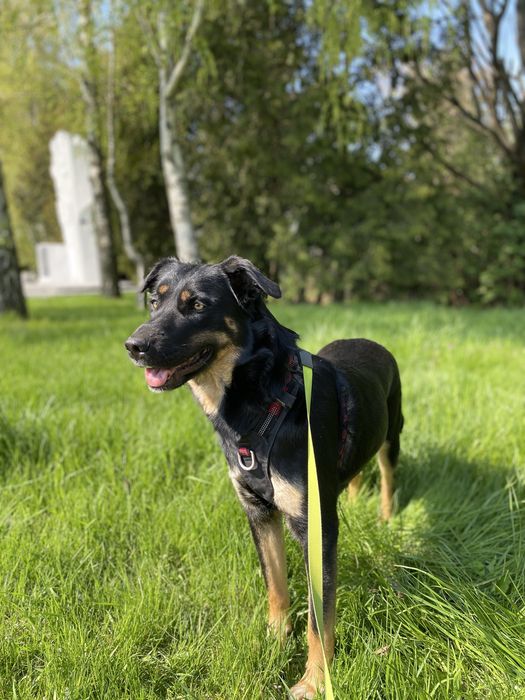 Petsitter, opiekun psów Trójmiasto